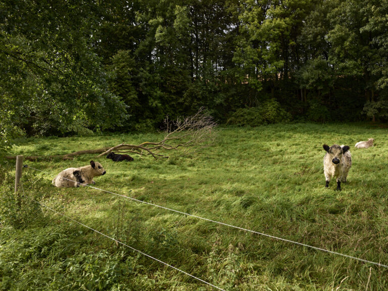 Andreas Teichmann - White Galloway