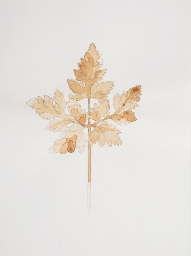 Odine Lang - Geranium